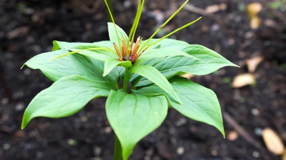 Thất Diệp Nhất Chi Hoa Giá Bao Nhiêu?