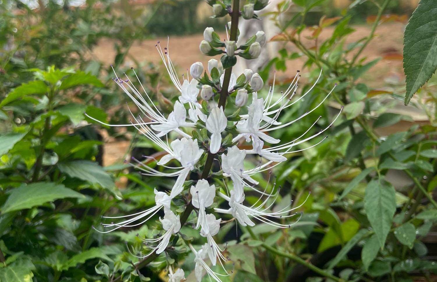 Những Bài Thuốc Nam Từ Cây Găng Gật Hỗ Trợ Đẩy Lùi Sỏi Thận Tự Nhiên