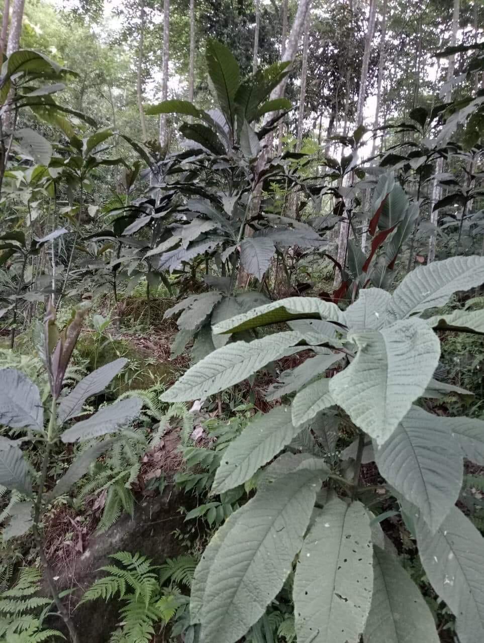 Cách Dùng Là Khôi Tía – Hỗ Trợ Các Vấn Đề Về Xương Khớp