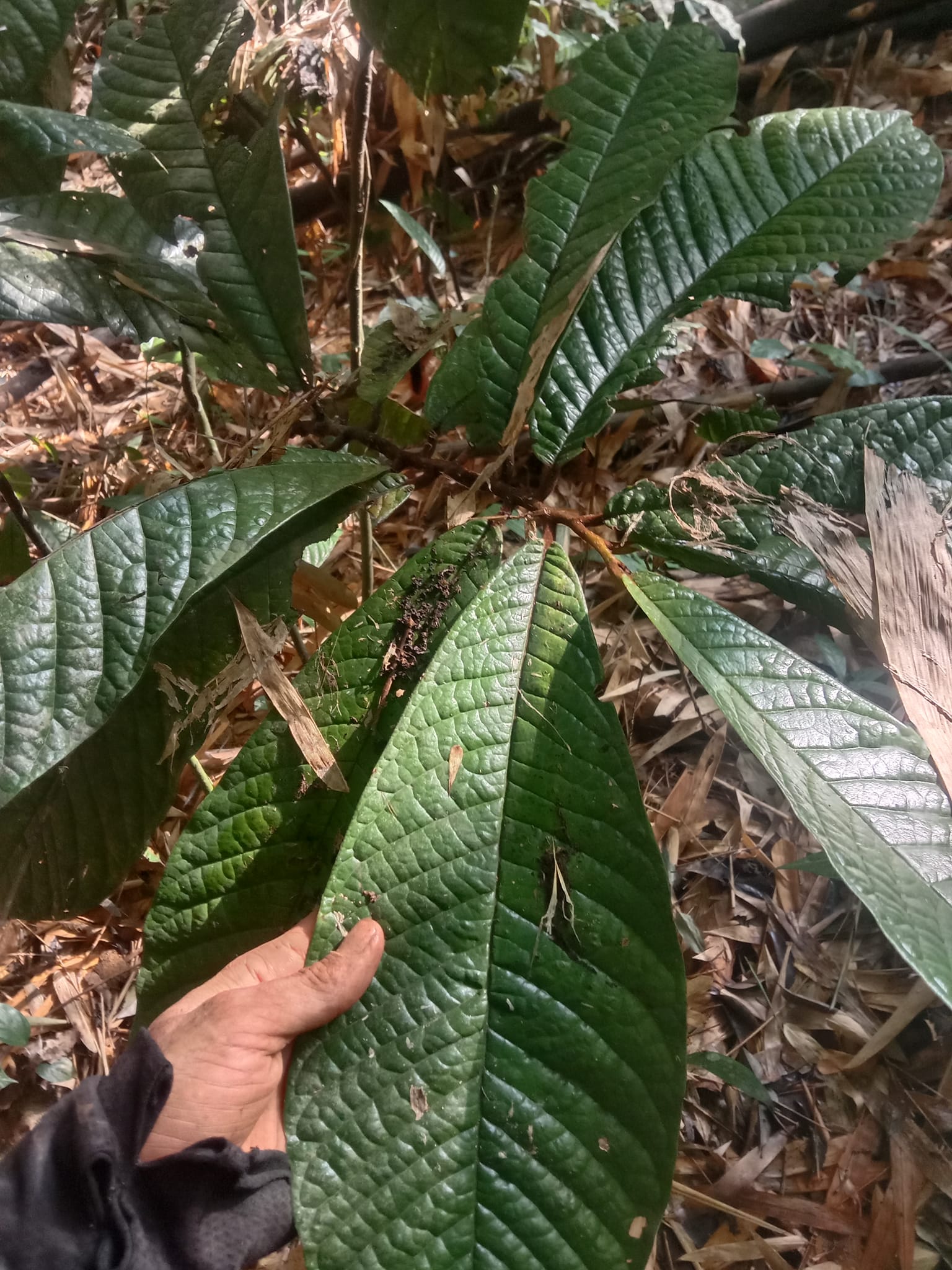 Phân biệt sâm đen (sâm bẹo đen) với các loại sâm khác