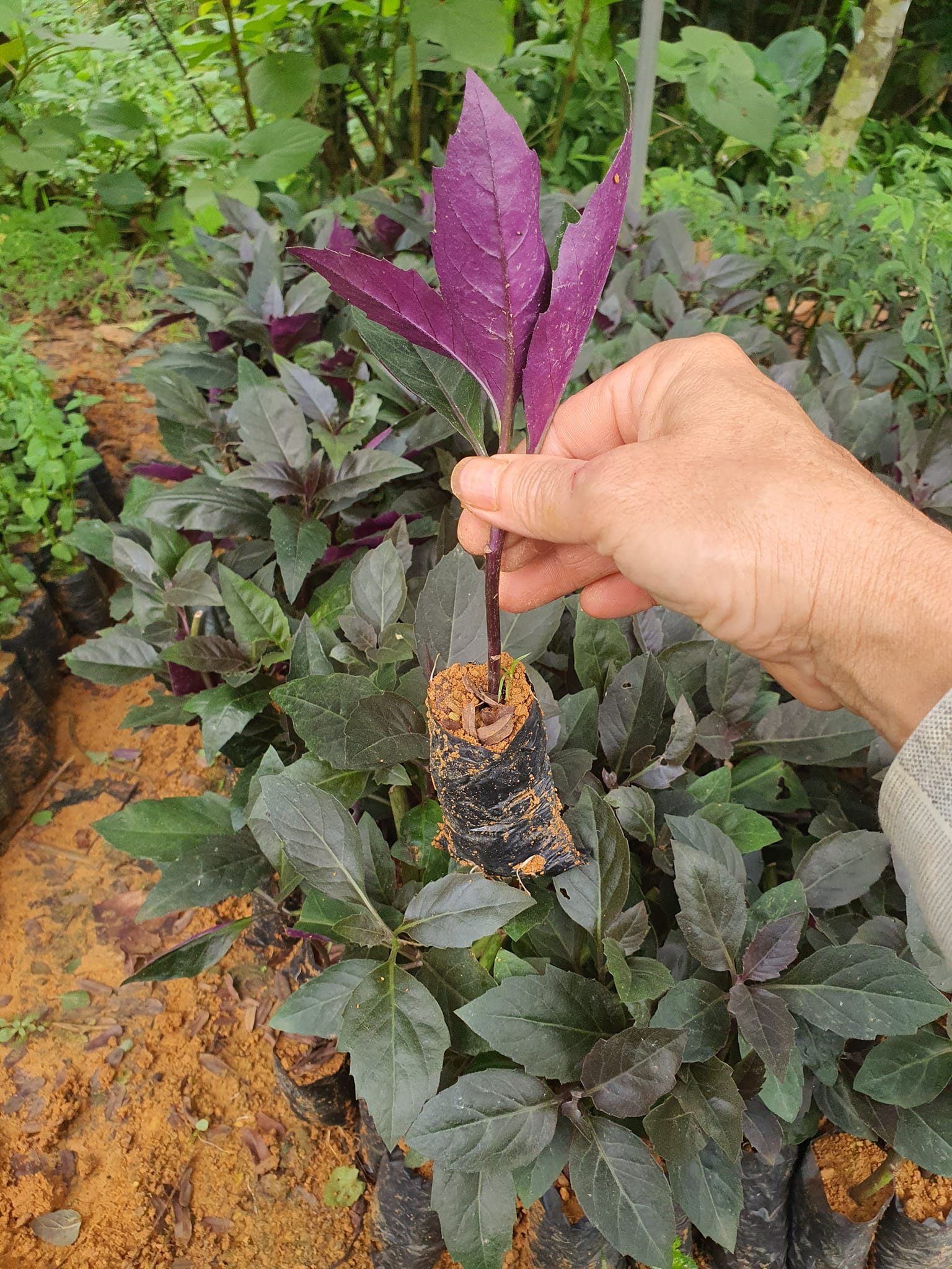 Kỹ Thuật Trồng và Chăm Sóc Cây Bầu Đất Tím