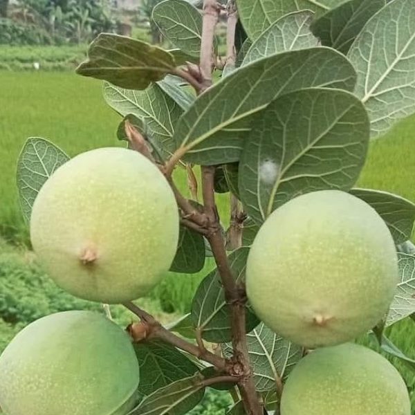 hình ảnh quả trâu cổ, cây trâu cổ