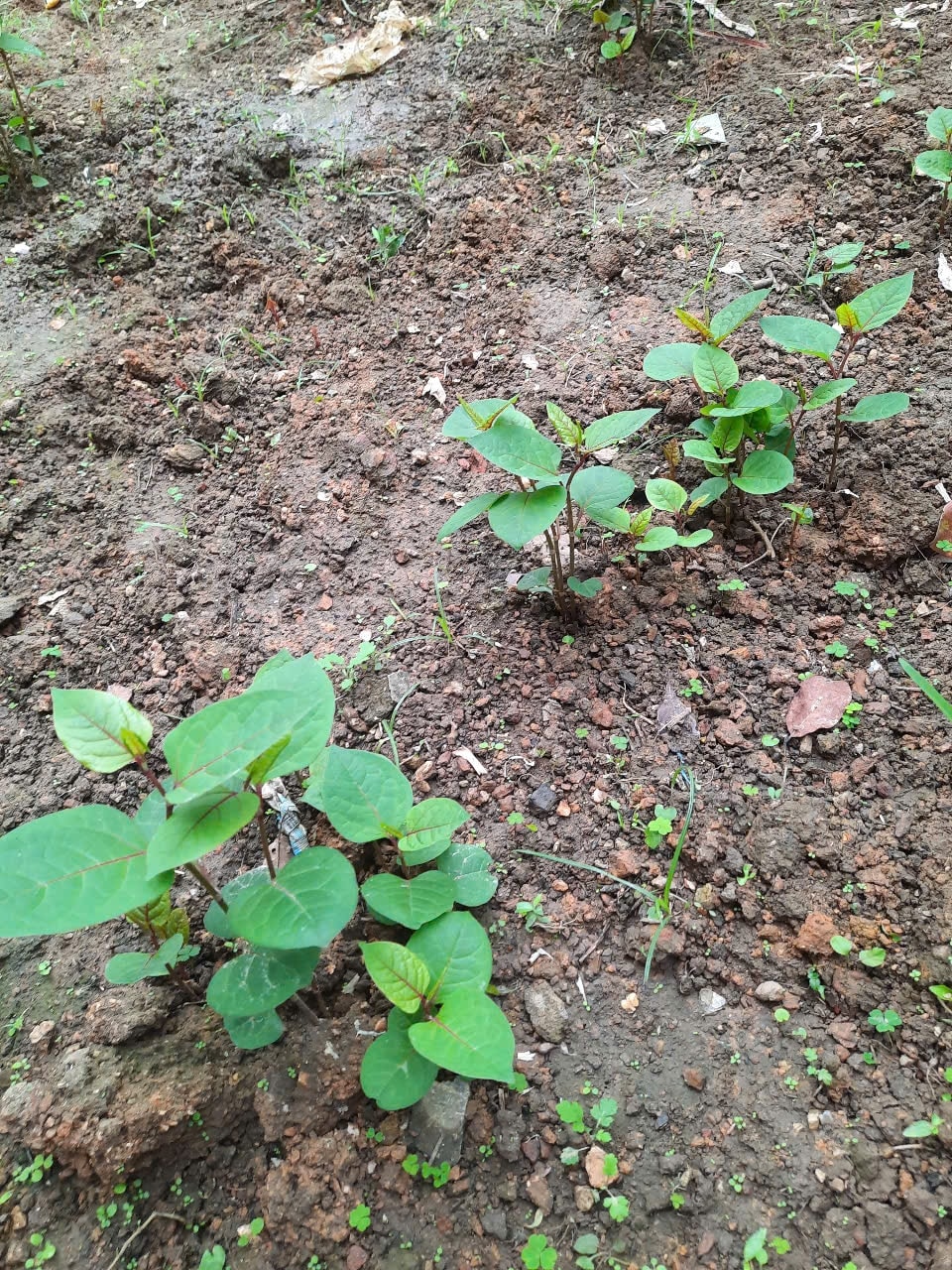 502469991_2540747222933061_8060069589896703637_n