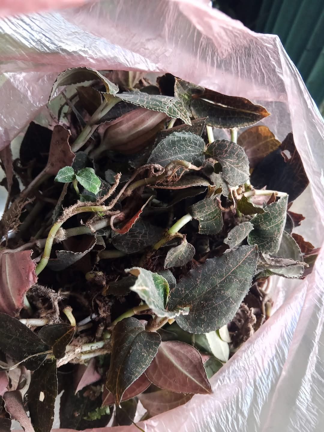 502528954_2543876699286780_8595454526912233826_n