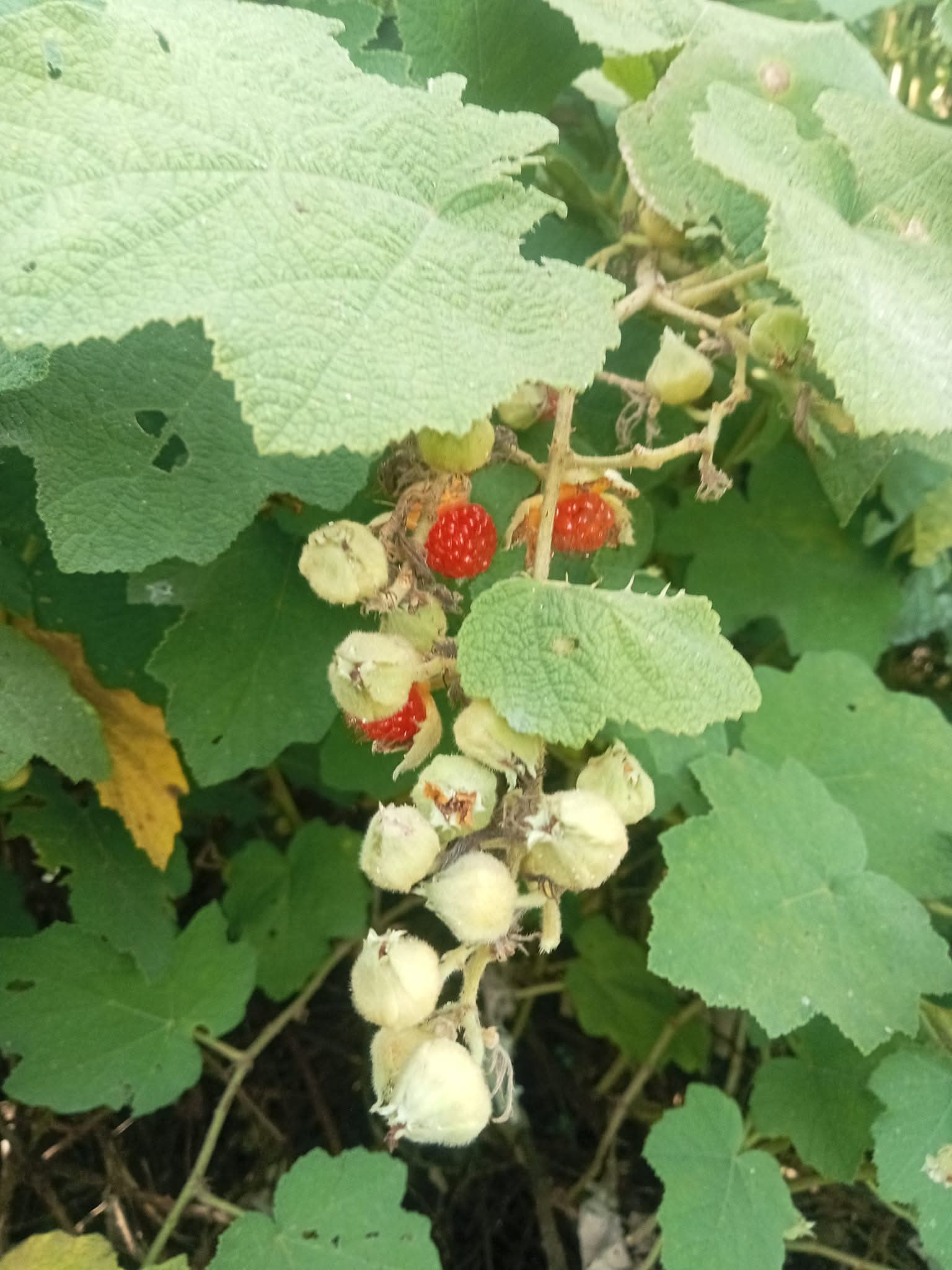 Bài Thuốc Hỗ Trợ Hiếm Muộn Từ Cây Mâm Xôi