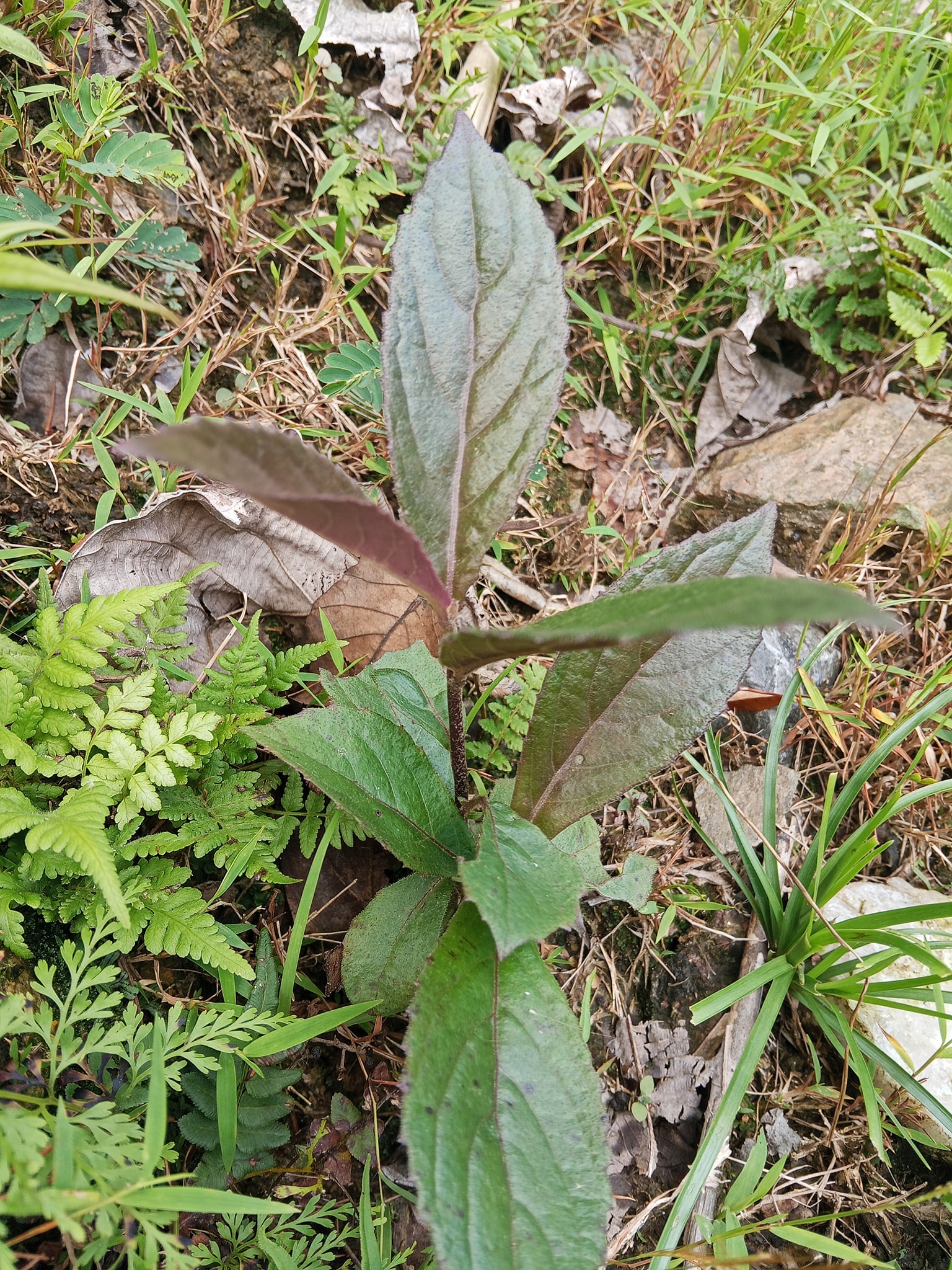 Cây Bầu Đất Tím: Thảo Dược Vàng Cho Sức Khỏe Phụ Nữ