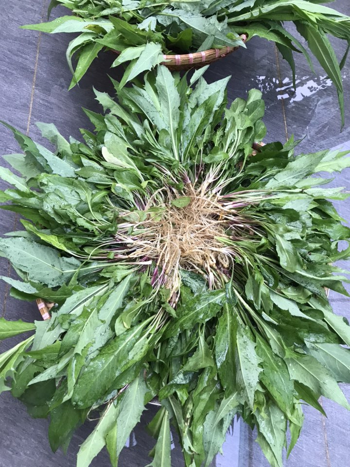 Cách dùng cây bồ công anh trị mụn – mát gan hiệu quả tại nhà