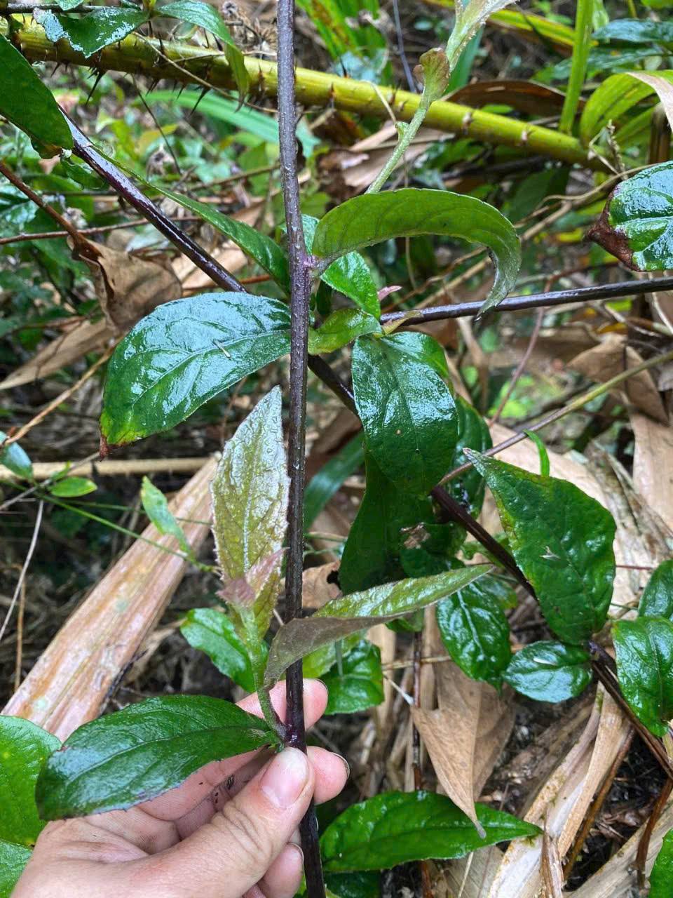 Bầu Đất Tím Tiềm Năng Phát Triển Thành Dược Liệu Chuẩn