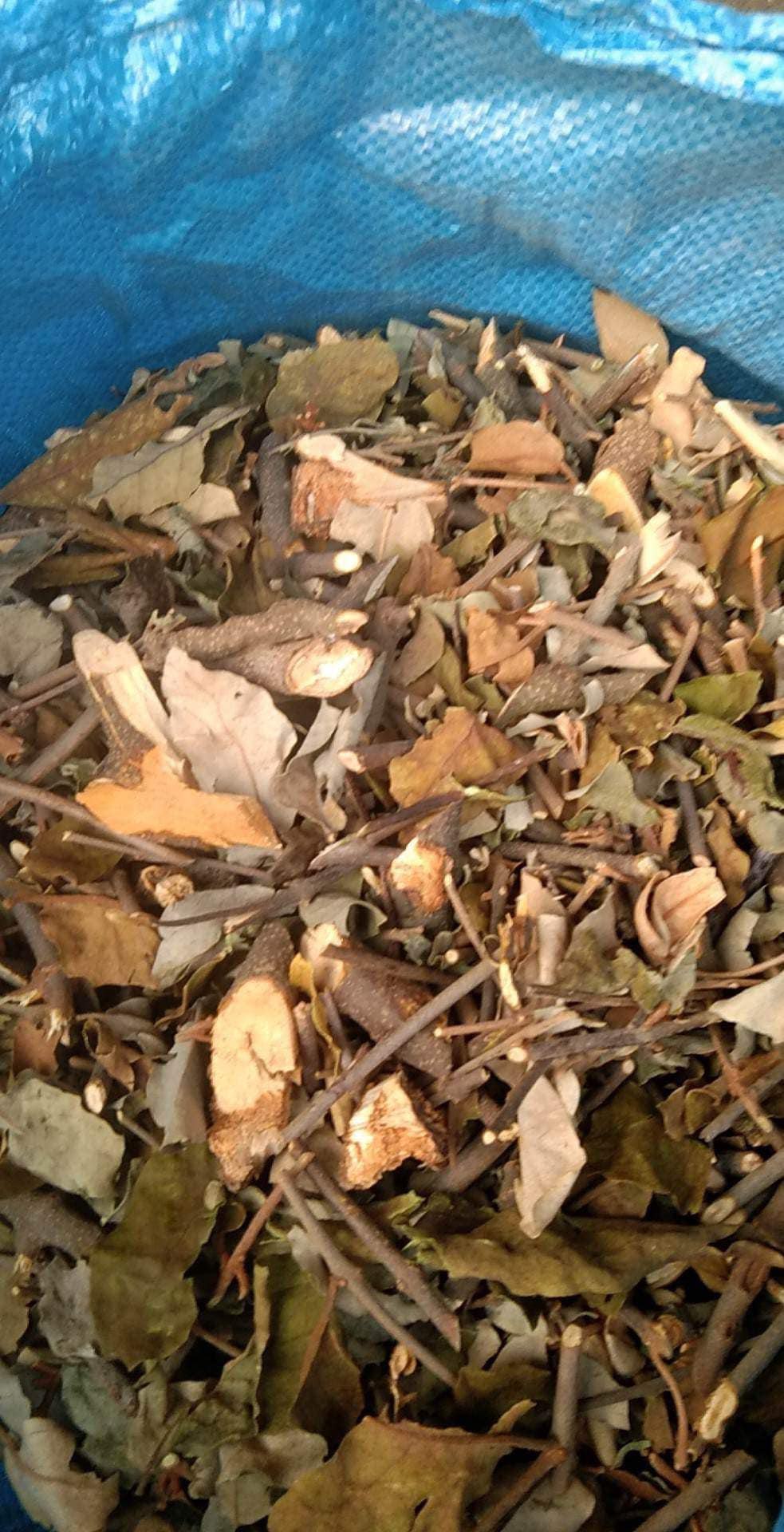 Tầm Gửi Cây Ngái Chữa Bệnh Gì? 7 Công Dụng Ít Người Biết Trong Đông Y