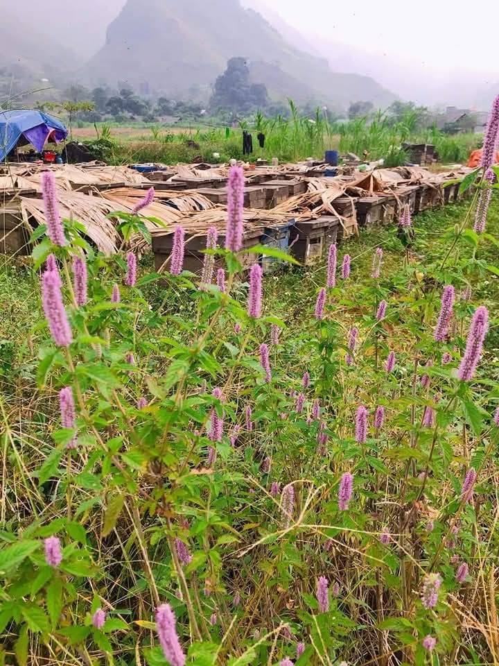 Cách Nhận Biết Mật Ong Bạc Hà Thật Giả: Hướng Dẫn Chi Tiết