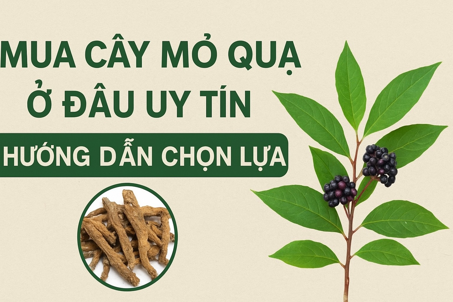 Mua Cây Mỏ Quạ Ở Đâu Uy Tín, Chất Lượng