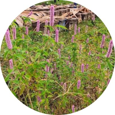 Hình ảnh: Cây Hoa Bạc Hà