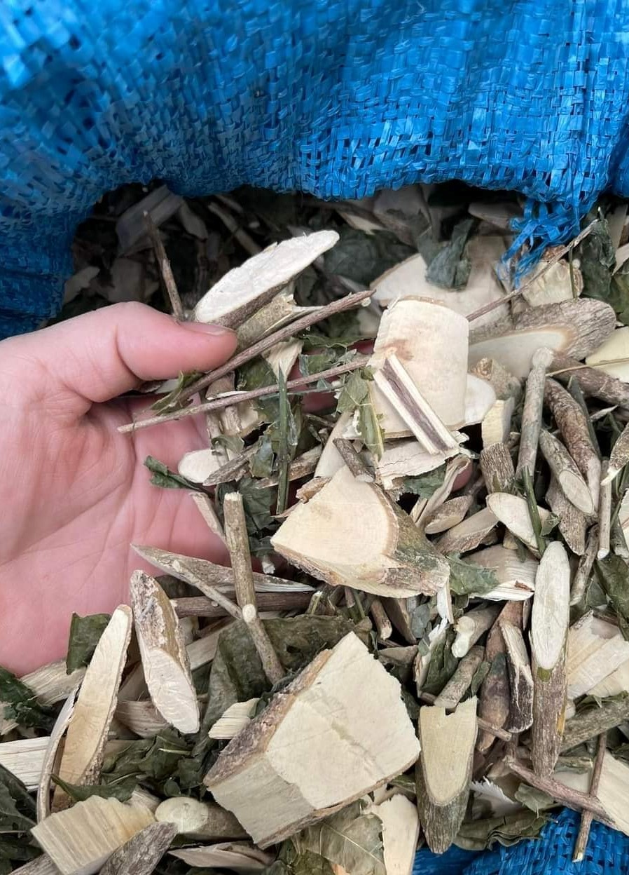 cay-ba-chac-chua-ghe (4)