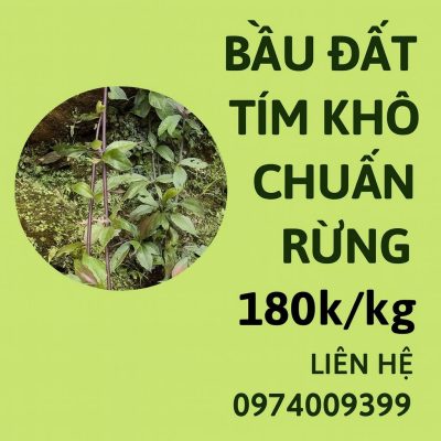 Bán cây bầu đất tím khô chuẩn rừng