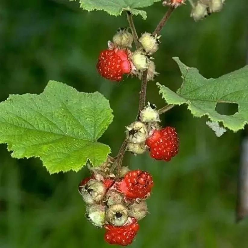 Cây Mâm Xôi – Trong Văn Hoá Tâm Linh & Sự Gắn Kết Với Thiên Nhiên