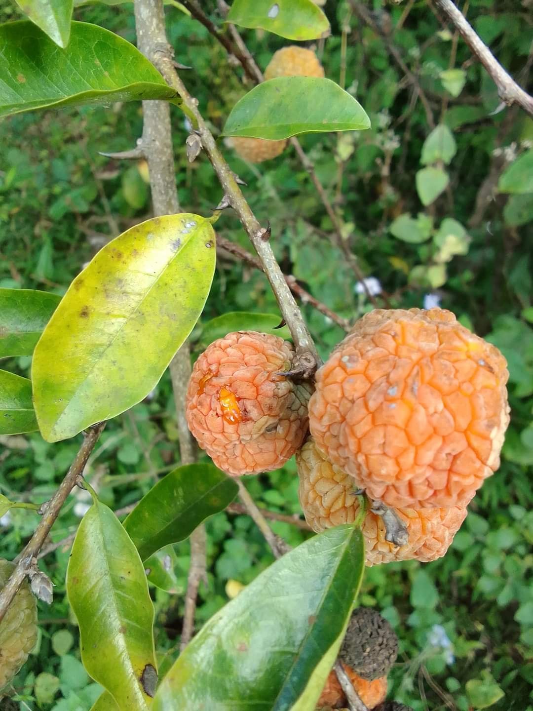 Cây Mỏ Quạ Hỗ Trợ Xương Khớp Và Bệnh Gan Mật