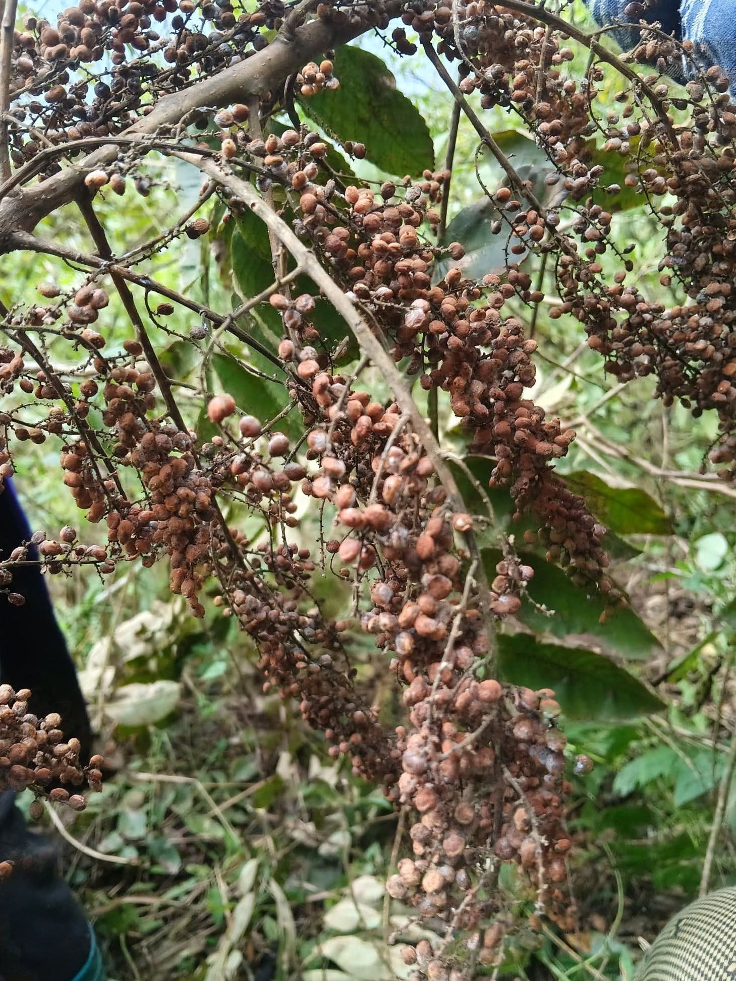 cay-muoi (1)