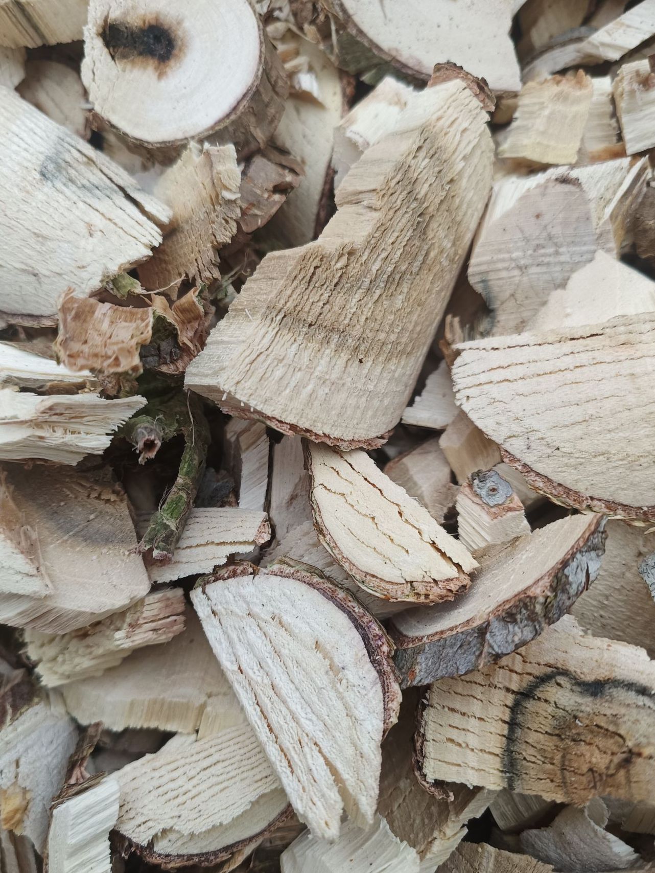 cay-muoi (2)