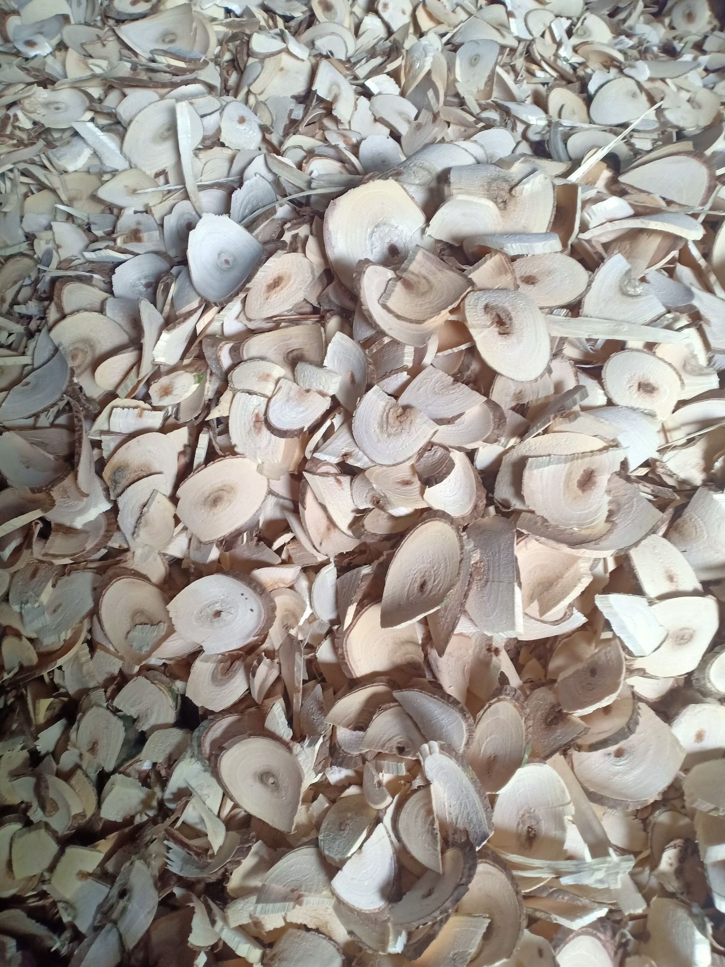 cay-muoi (4)