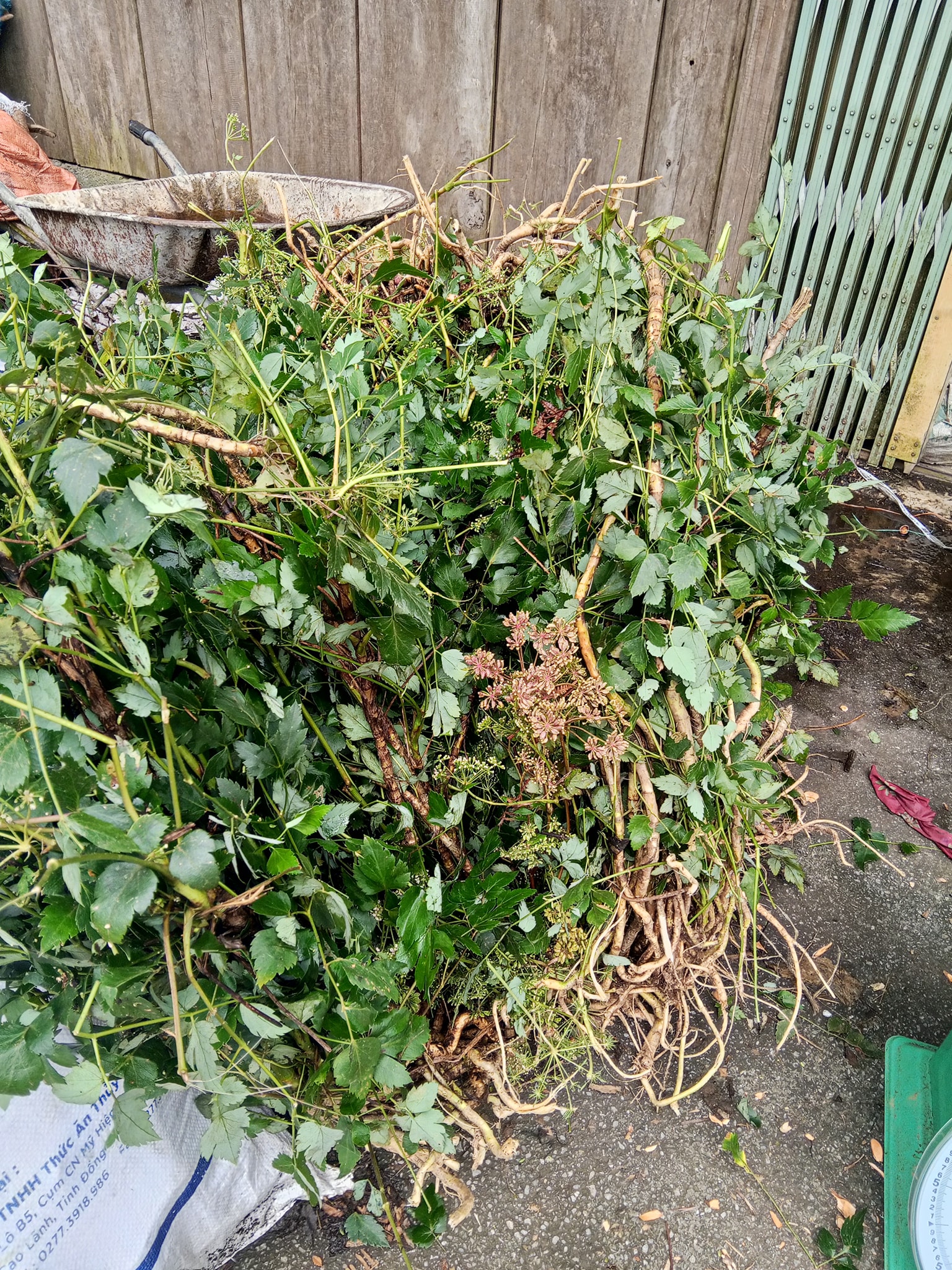 cay-thia-la-hoa-go (1)