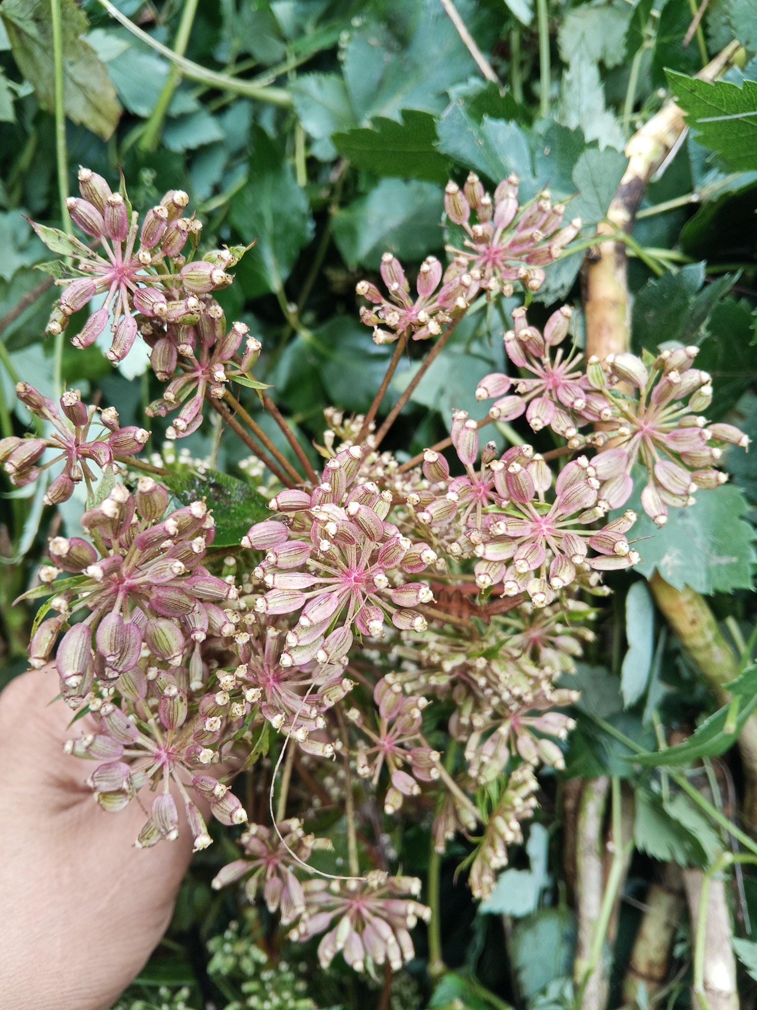 cay-thia-la-hoa-go (4)