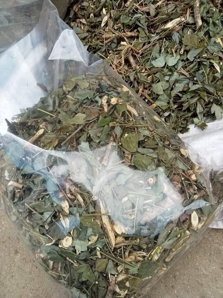 cay-thia-la-hoa-go (5)