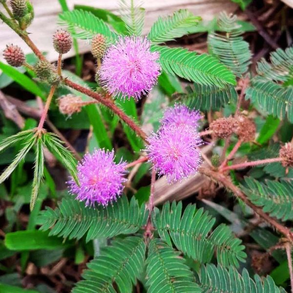 hình ảnh cây xấu hổ