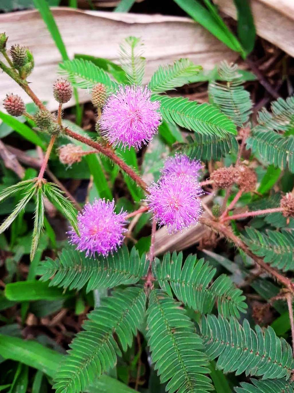 cay-xau-ho hình ảnh cây xấu hổ