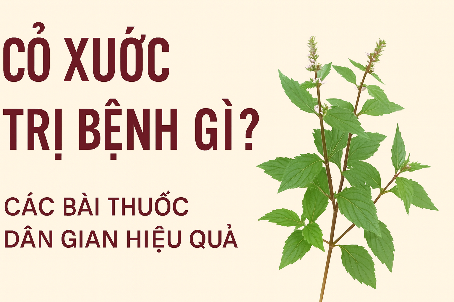 Cây Cỏ Xước trị bệnh gì? Các bài thuốc dân gian hiệu quả