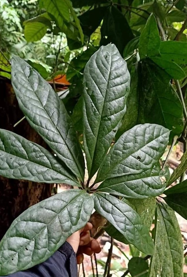 cu-ngu-gia-bi-gai (3)