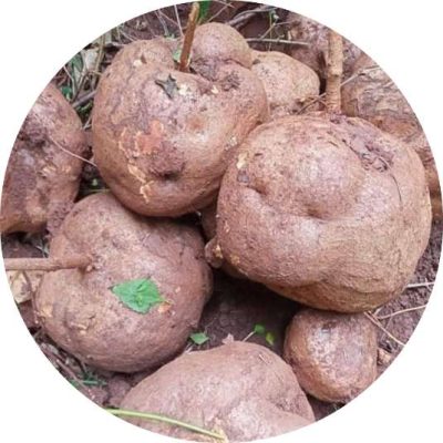 Ảnh của sâm tố nữ