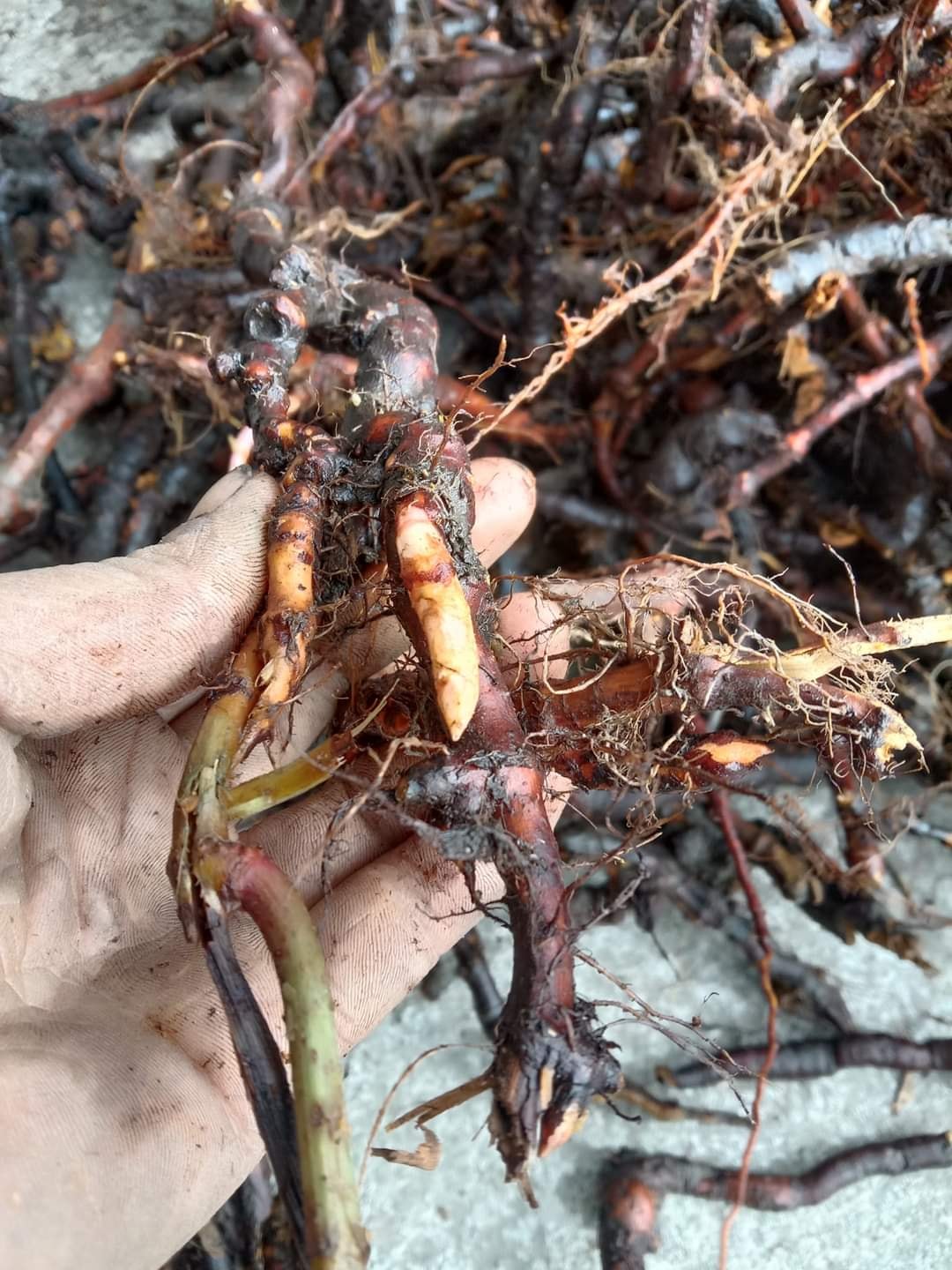 duoc-lieu-cot-khi-cu (1)