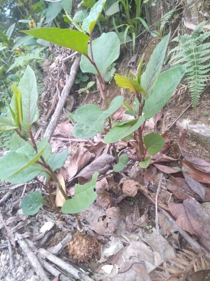 duoc-lieu-cot-khi-cu (3)