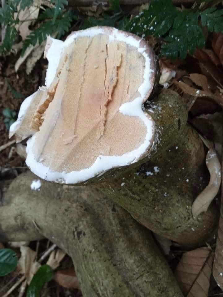 hinh-anh-cay-do-trong-nam (2)