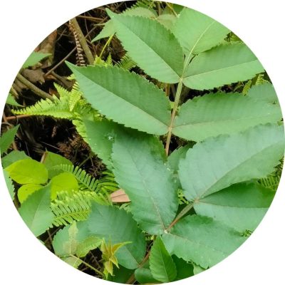 Hình ảnh nhận dạng cây muối qua lá