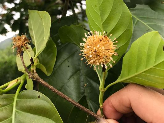 Hình ảnh: Hoa Cây Gáo Vàng