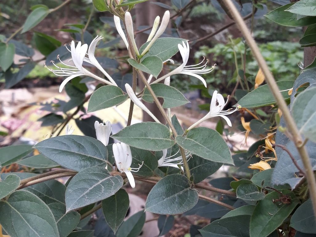 Cách Dùng Kim Ngân Hoa Điều Trị Viêm Xoang, Viêm Mũi Dị Ứng