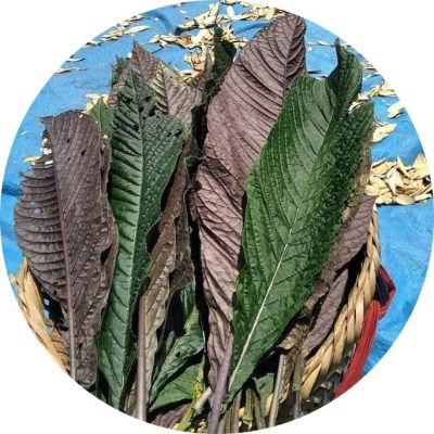 Hình ảnh lá khôi nhung 