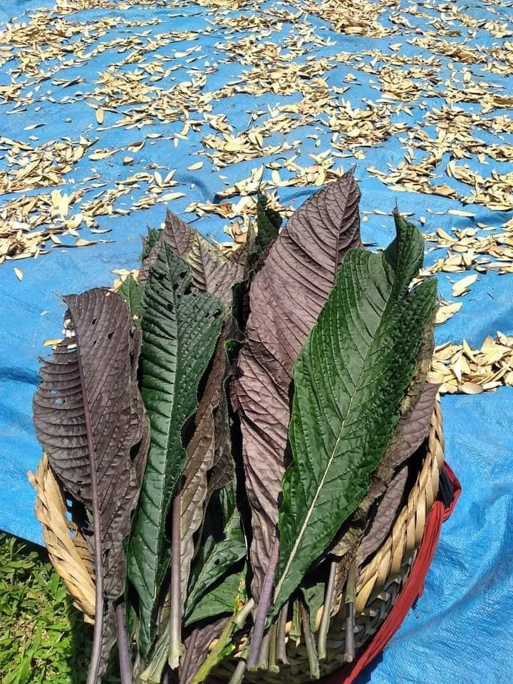 Lá Khôi Tía Có Tác Dụng Gì? Đối Tượng Nào Nên Sử Dụng