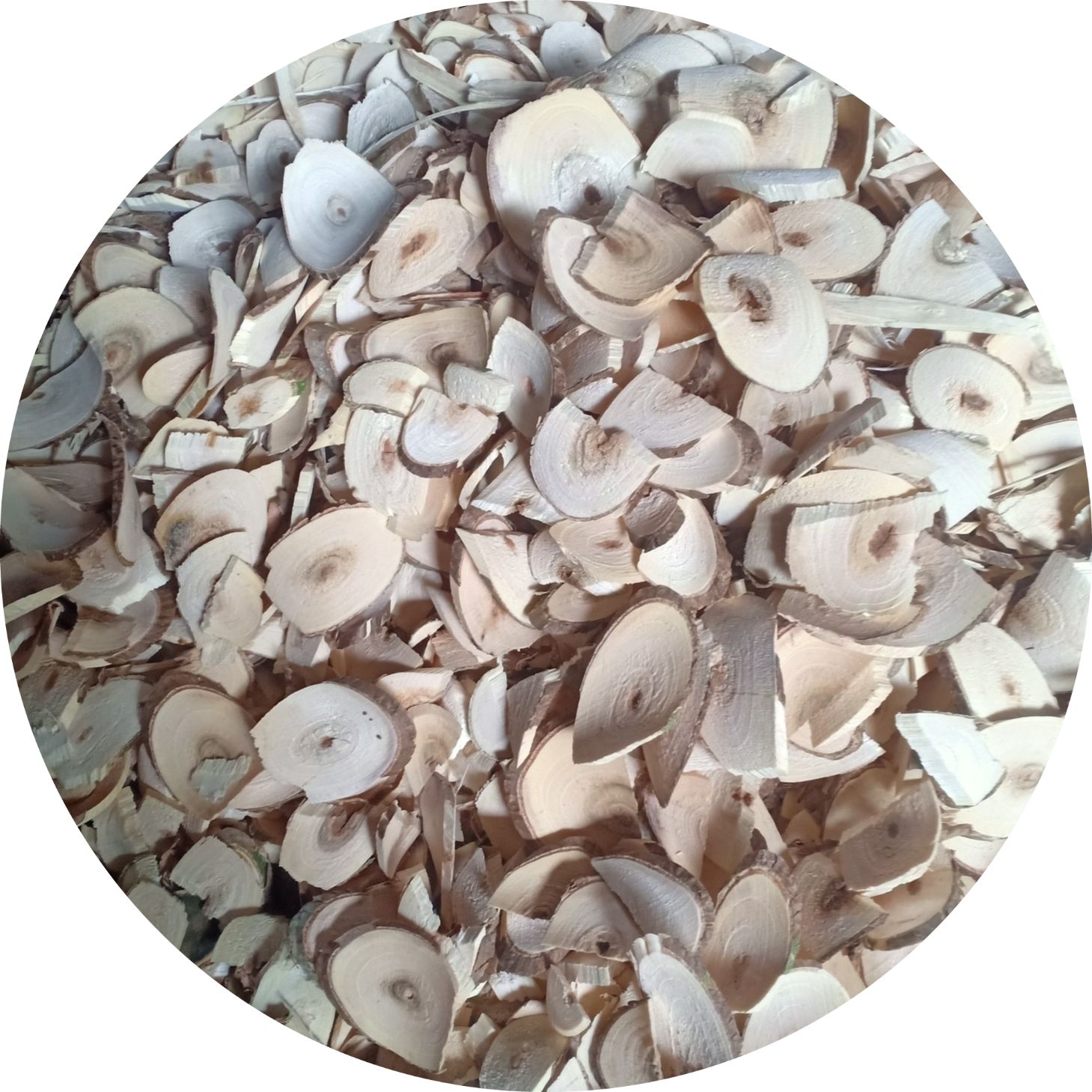 Những lưu ý khi dùng cây muối: liều lượng, cách dùng, chống chỉ định