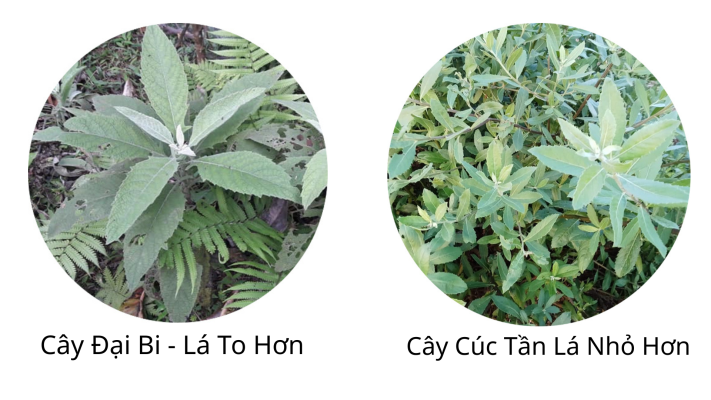 So sánh cây đại bi với cây cúc tần