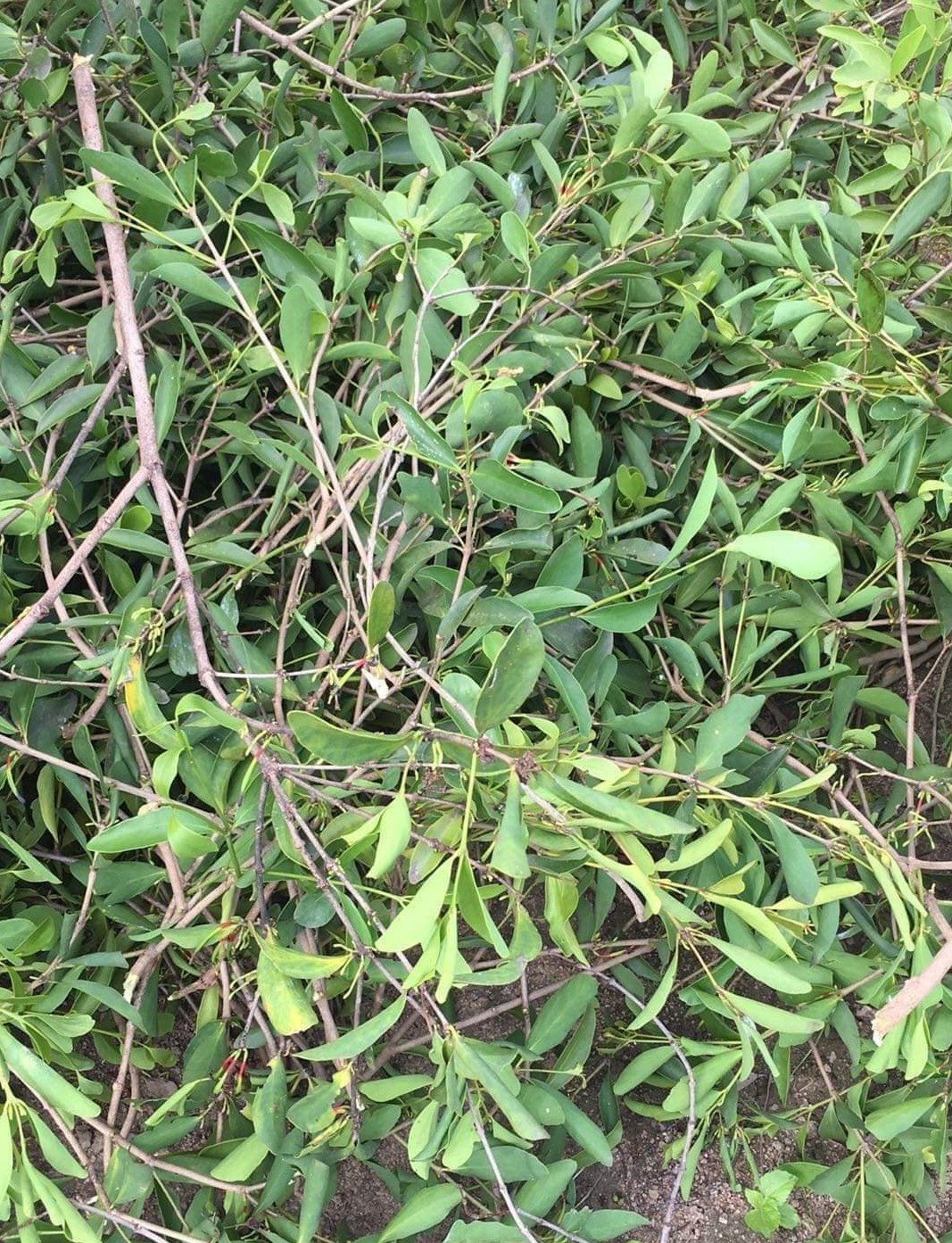 Cách Phân Biệt Tang Ký Sinh Chuẩn – Tránh Mua Phải Hàng Giả