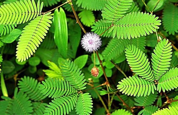 Mẹo Sử Dụng Cây Xấu Hổ Để Giảm Đau Nhức Và Viêm Khớp