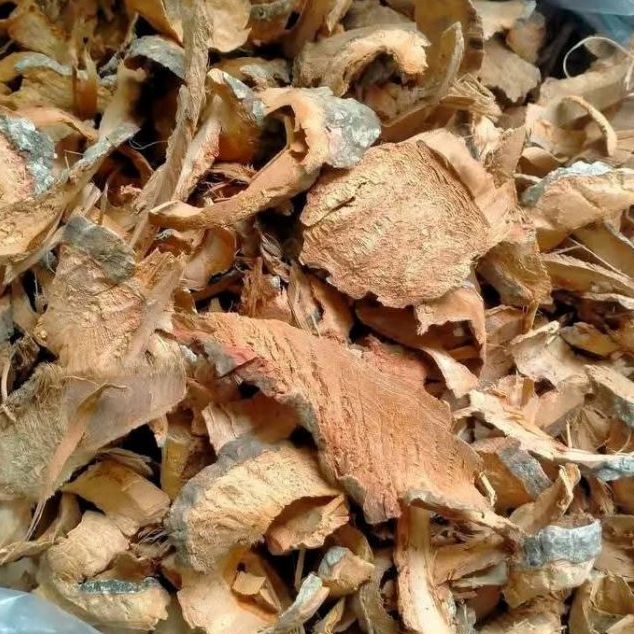 Cây Gáo Vàng Trị Bệnh Gì? Trong Y Học Cổ Truyền