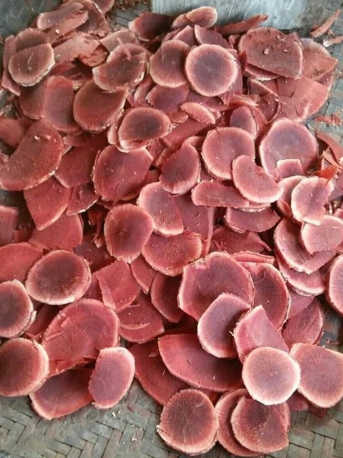 Các Bài Thuốc Dân Gian Từ Tầm Gửi Nghiến Chữa Đau Lưng, Mỏi Gối