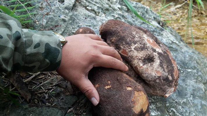 Hình ảnh: Củ Tầm Gửi Cây Nghiến