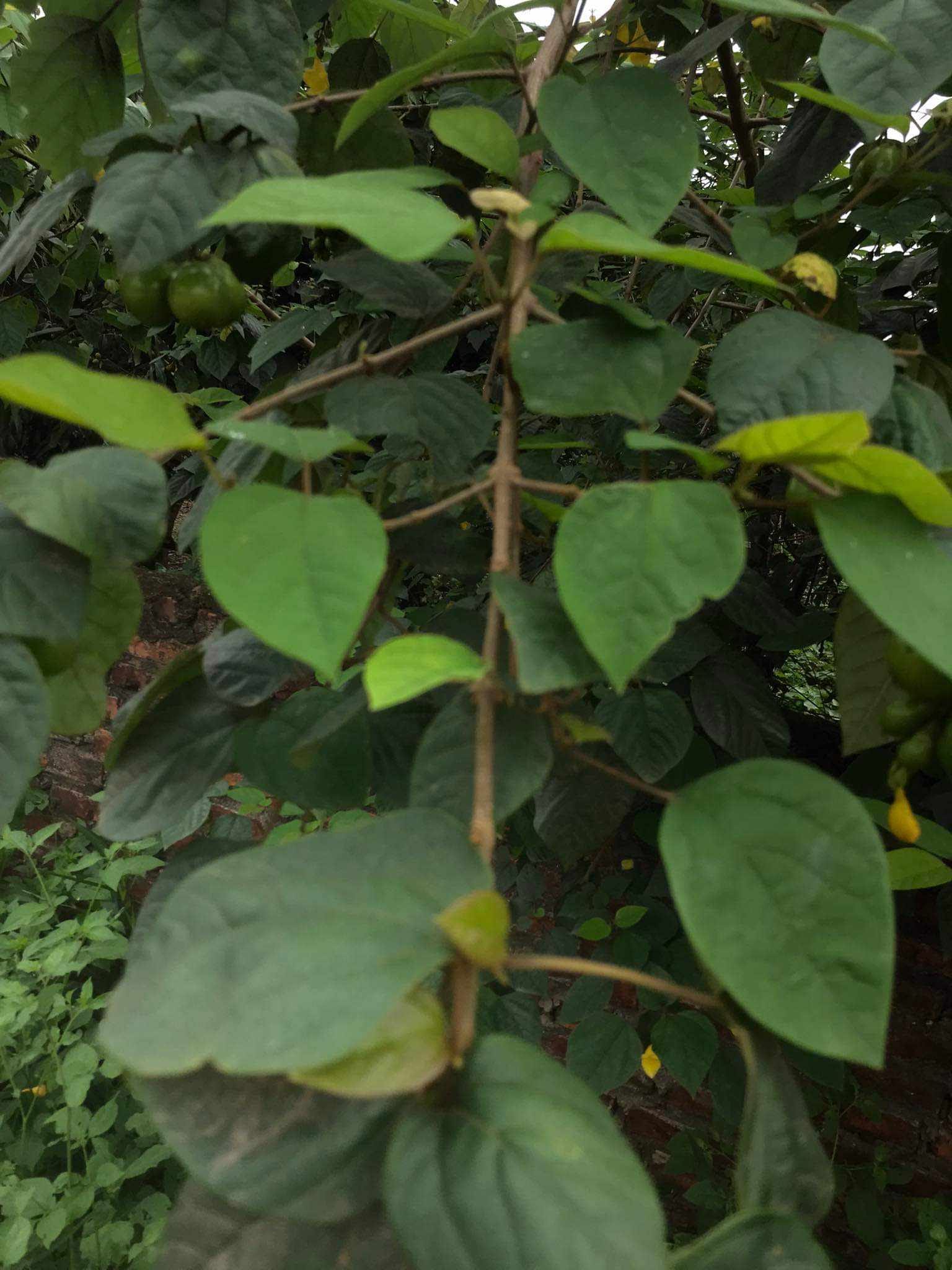 Kinh Nghiệm Dùng Cây Găng Gật Của Người Vùng Cao Tuyên Quang Trong Đời Sống Hằng Ngày