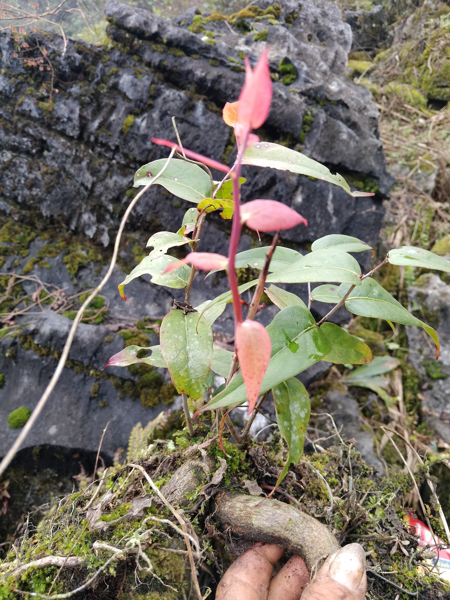 Công Dụng Tầm Gửi Cây Nghiến Trong Y Học Cổ Truyền