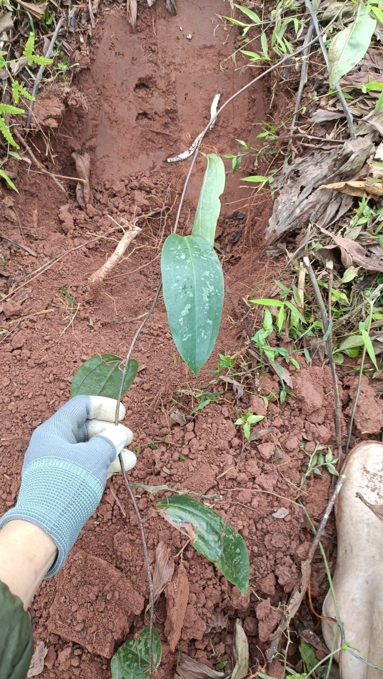 Cảnh Báo: Phụ Nữ Có Thai, Người Thận Yếu Không Nên Dùng Củ Thổ Phục Linh