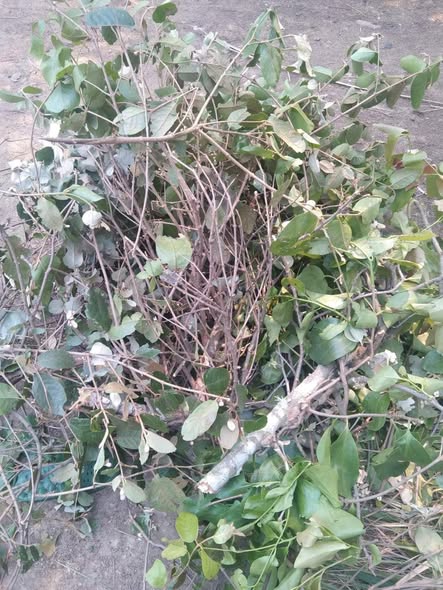 Phân Biệt Tầm Gửi Ngái Với Tầm Gửi Cây Gạo – Cây Mít – Cây Lộc Vừng